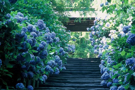【特集】kamakura2017