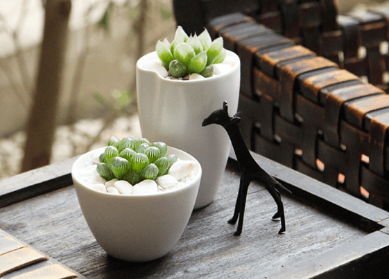 多肉植物ではじめるボタニカルライフ